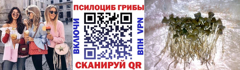 цена Томари Галлюциногенные грибы GOLDEN TEACHER